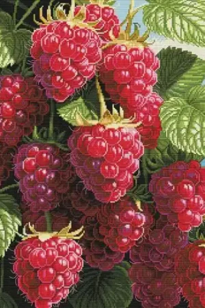 Sconto kit ricamo a punto croce - Lamponi succosi - Nova Sloboda