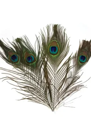 Offerta Del Giorno Plumes de paon 25-30 cm x3