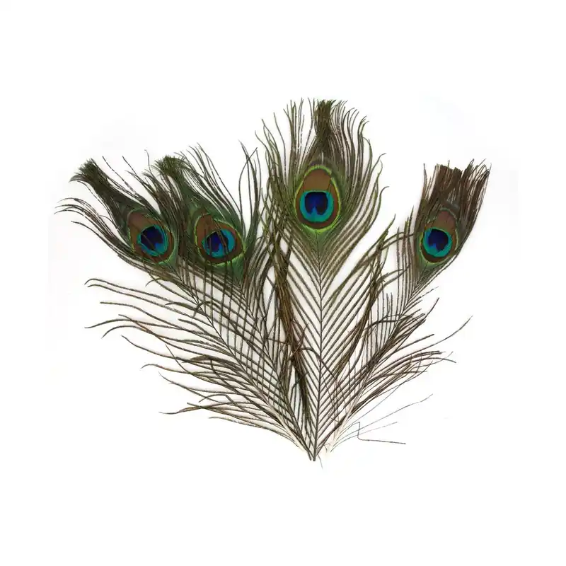 Offerta Del Giorno Plumes de paon 25-30 cm x3