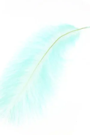 Plume d'autruche 15-20 cm Mint x1 Subito Disponibile