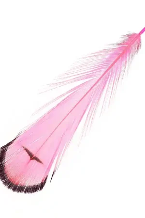 Plume de faisan rayée 6-11 cm Hot Pink x1 Spedizione Gratuita
