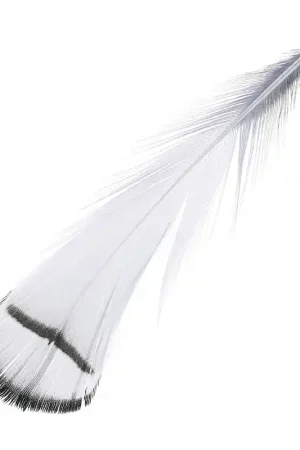 Plume de faisan rayée 6-11 cm Gris x1 Affare