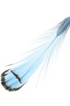 Plume de faisan rayée 6-11 cm Bleu x1 Offerta
