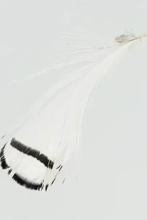 Super Prezzo Plume de faisan rayée 6-11 cm Blanc x1