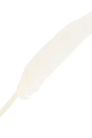 Plumes d'oie 10 à 15 cm Blanc x100 Popolare