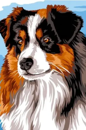 Solo Oggi Canovaccio antico - Pastore australiano - Margot de Paris