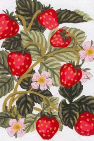 Solo Oggi Canovaccio antico - Fragole - Collection d'Art