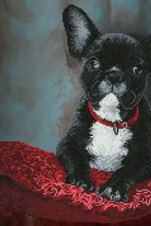 kit ricamo a punto croce - Bulldog francese - Nova Sloboda Spedizione Espresso