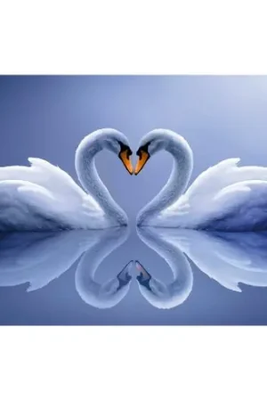 Novità Kit ricamo diamante - Cigni - Diamond Painting