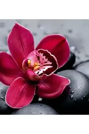 Spedito Oggi Kit ricamo diamante - Orchidea reale - Wizardi