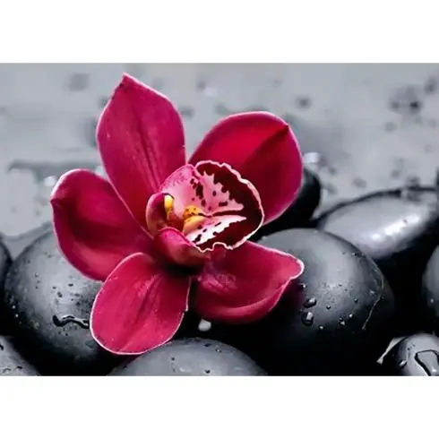 Spedito Oggi Kit ricamo diamante - Orchidea reale - Wizardi