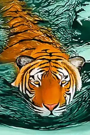 Spedito Oggi Kit ricamo diamante - Tigre in acqua - Wizardi