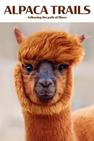 Sconto Rivista Lang Yarns - Maglia 76 - Alpaca