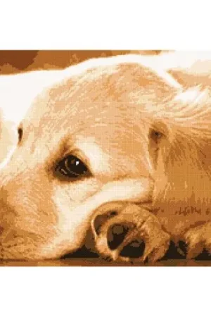 kit ricamo a punto croce - golden retriever - Marie Coeur Più Venduto