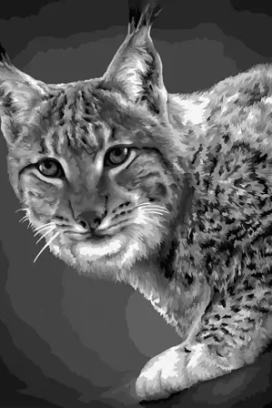 Professionale Kit di pittura per numero - Lince - Wizardi