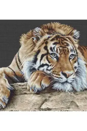 Prezzo Ridotto kit ricamo a punto croce - Tigre - Aida nera - Thea Gouverneur