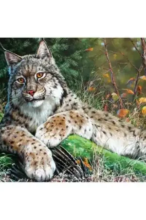 Kit ricamo diamante - Lince - Collection d'Art Nuova Collezione