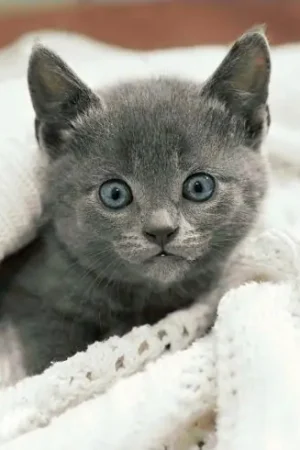 Acquista Ora Kit ricamo diamante - Curioso gattino - Wizardi