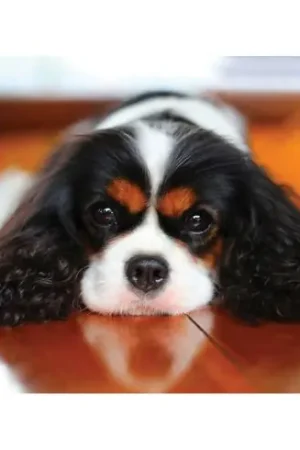 Prezzo Basso Kit ricamo diamante - cavalier king charles - Wizardi