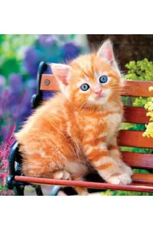 puzzle - Gatto rosso - 500 pezzi - Castorland Affare