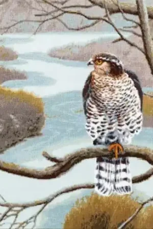 Spedizione Gratuita kit ricamo a punto croce - falco - Toison d'or