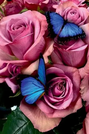 Kit ricamo diamante su telaio - Rose graziose - Art City Promozione