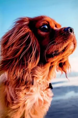 Offerta Speciale Kit ricamo diamante su telaio - Cane adorabile - Art City