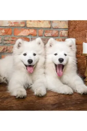 Saldi puzzle - Cuccioli di samoiedo - 1000 pezzi - Castorland