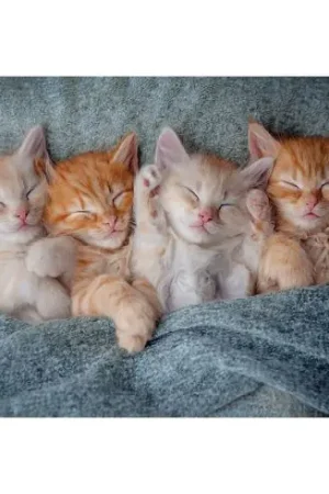 puzzle - Adorabili gattini - 1000 pezzi - Castorland Compra Oggi Stesso