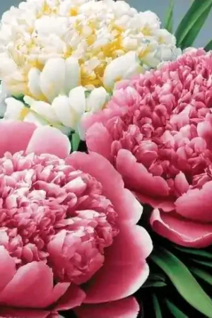 Ultimissimo Modello Kit ricamo diamante - Il profumo delle peonie - Wizardi