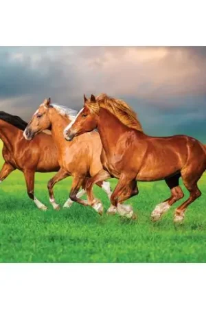 puzzle - Cavalli nel prato - 500 pezzi - Castorland Sconto