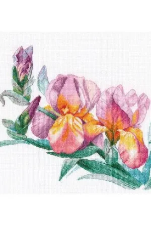 kit ricamo a punto croce - Iris d'oro - Oven Offerta Lampo